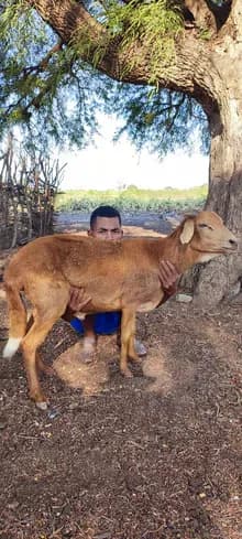 Mouton élevé en plein air pour le sacrifice